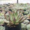 Close-up of Pink Pachyphytum Hookeri succulent with soft pink leaves, ideal for indoor and outdoor decor.
