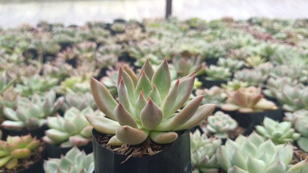 Close-up of Pink Pachyphytum Hookeri succulent with soft pink leaves, ideal for indoor and outdoor decor.