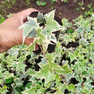 Variegated English Ivy (Hedera Helix) with lush green and white-edged leaves in a decorative pot