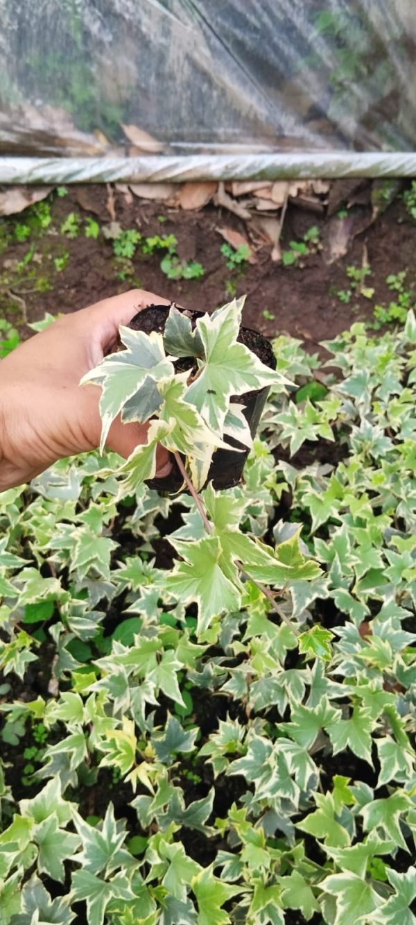 Variegated English Ivy (Hedera Helix) with lush green and white-edged leaves in a decorative pot