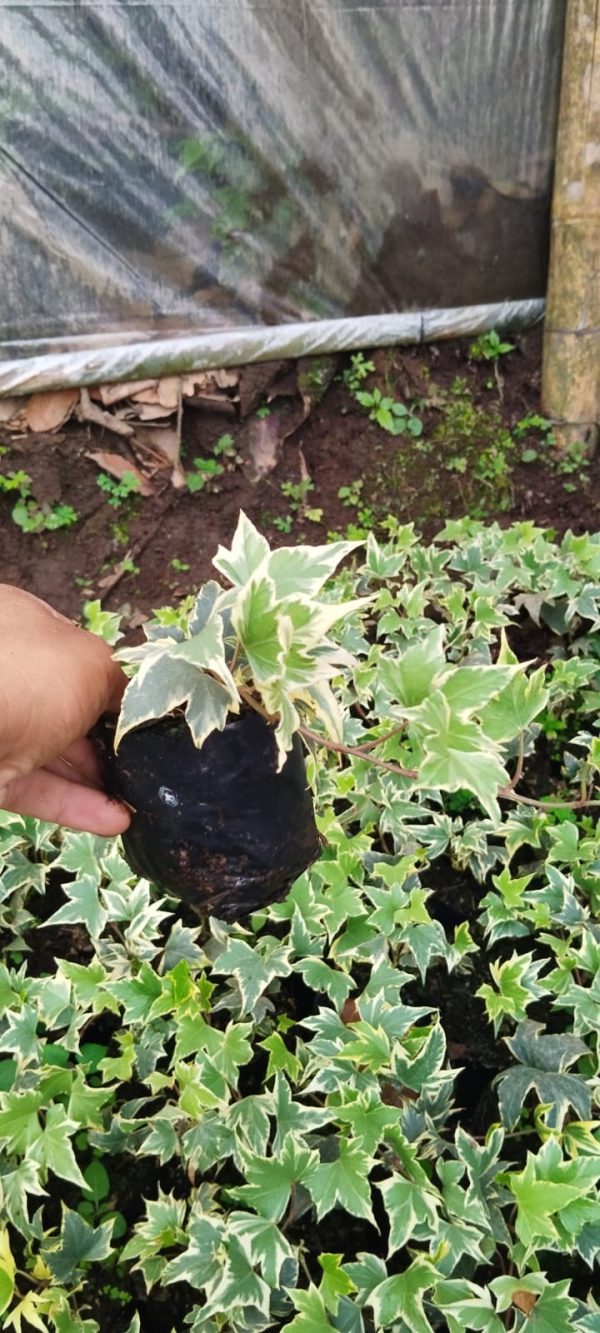 Close-up of Variegated English Ivy showing glossy green leaves with creamy white edges