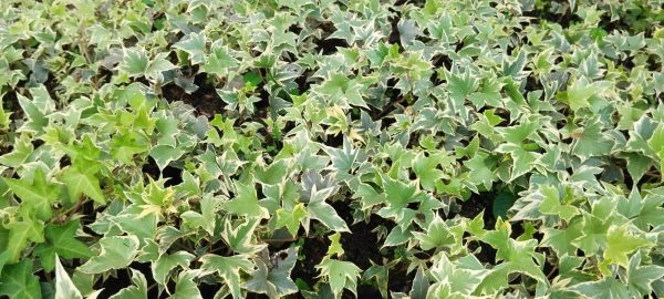 Healthy Variegated English Ivy climbing a wall, showcasing its vibrant, variegated foliage