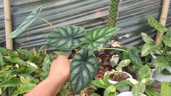 Alocasia Dragon Scale plant with glossy, dragon-scale patterned leaves