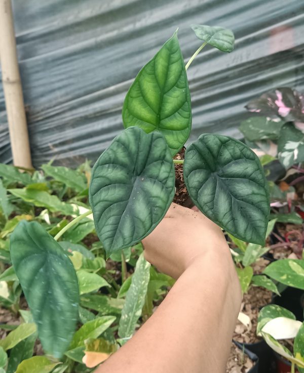 Close-up of Alocasia Dragon Scale showing unique metallic leaf texture