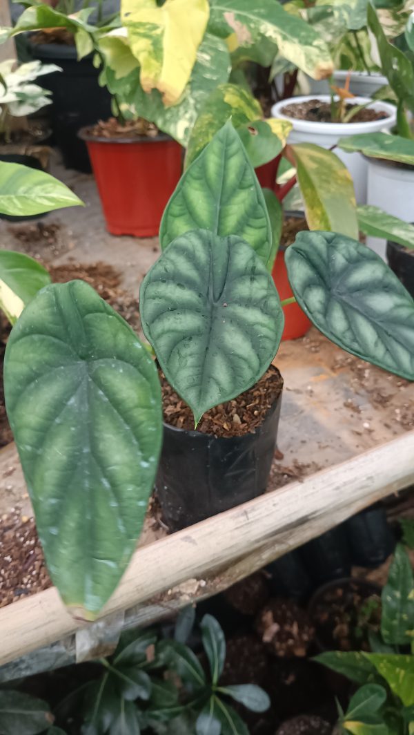 Elegant Alocasia Dragon Scale plant in indoor setting