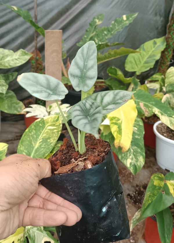 Alocasia Dragon Scale with large, dramatic dragon-scale leaves