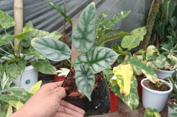 Beautiful Alocasia Dragon Scale plant with glossy, deep green foliage