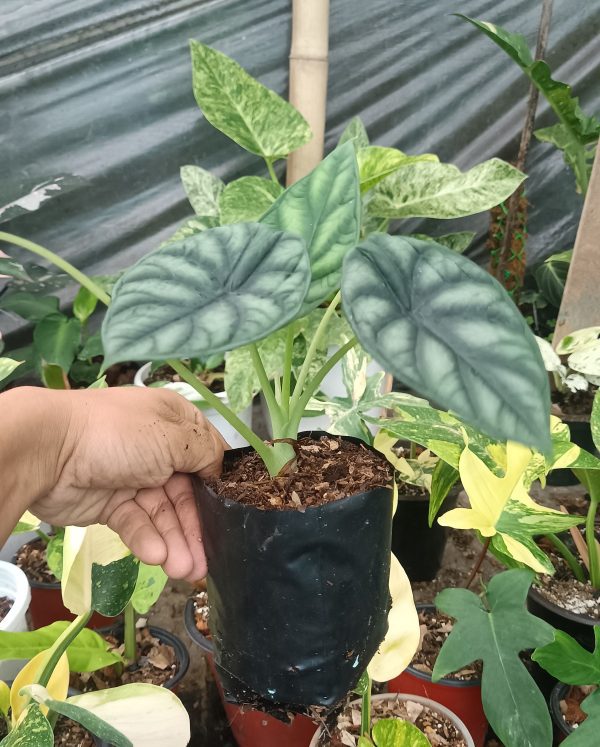 Alocasia Dragon Scale with striking metallic green leaves