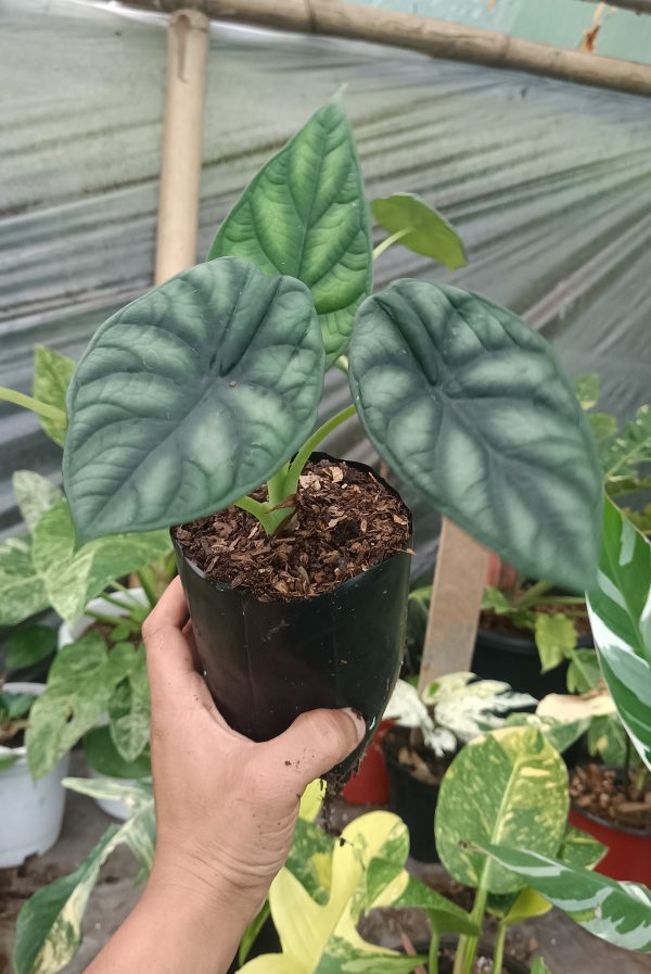 Indoor plant setup featuring Alocasia Dragon Scale