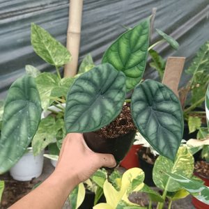 Alocasia Dragon Scale showcasing its unique dragon-scale leaf design