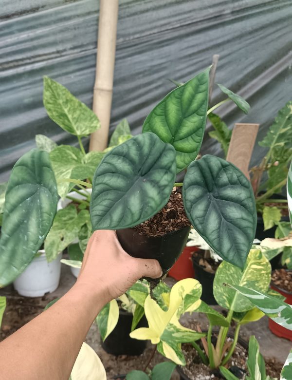 Alocasia Dragon Scale showcasing its unique dragon-scale leaf design