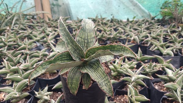 Sansevieria Cleopatra in a stylish white pot on a windowsill