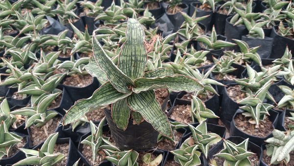 Close-up of Sansevieria Cleopatra’s unique green and yellow leaves