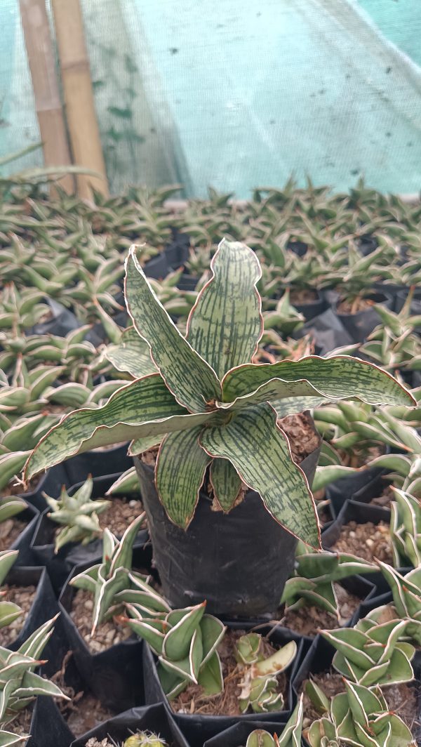 Healthy Sansevieria Cleopatra plant perfect for indoor decor