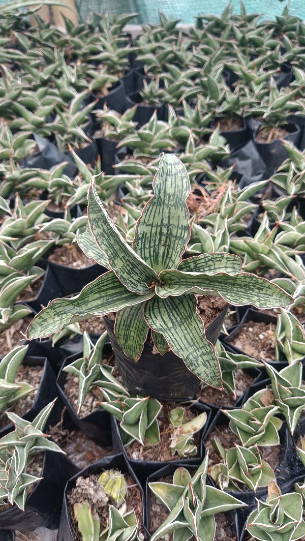 Sansevieria Cleopatra placed in a modern living room setting