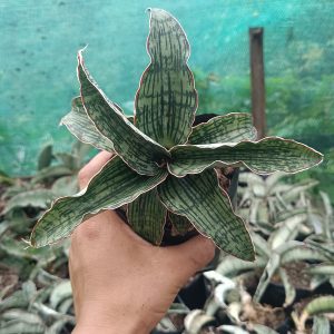 Low-maintenance Sansevieria Cleopatra thriving in natural light