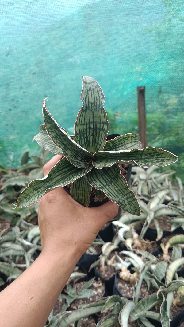 Low-maintenance Sansevieria Cleopatra thriving in natural light