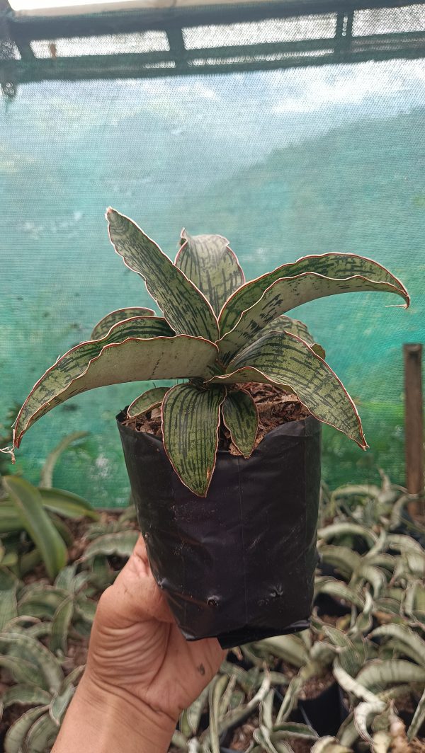 Top view of a well-grown Sansevieria Cleopatra in a ceramic pot