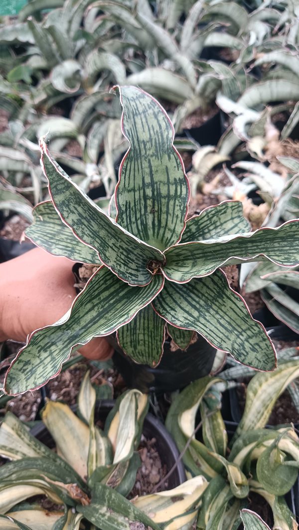 Sansevieria Cleopatra with its signature tall, upright leaves