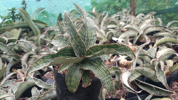 Potted Sansevieria Cleopatra enhancing a minimalist room decor