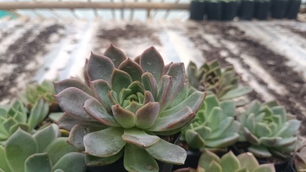 Top view of Echeveria Moon Fairy’s symmetrical, layered leaves in soft, pastel tones.