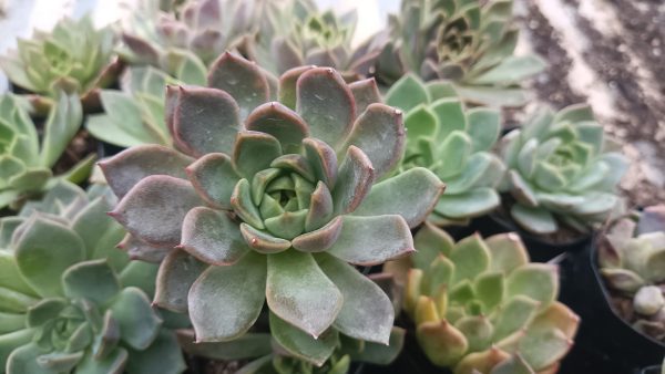 A healthy Echeveria Moon Fairy thriving in indirect light next to a bright window.