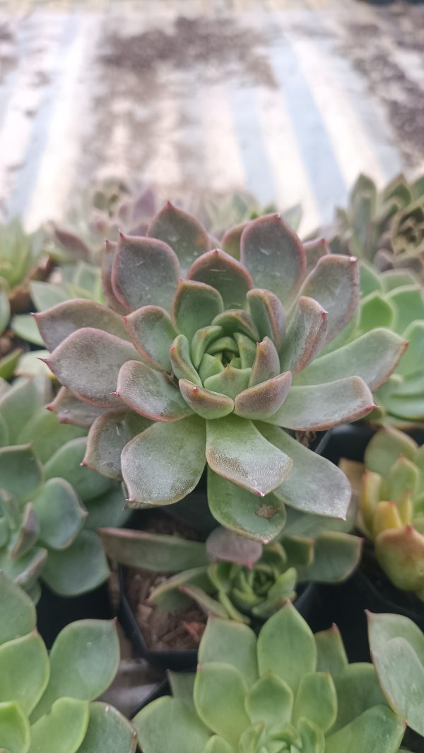 Echeveria Moon Fairy succulent potted in a rustic clay pot, enhancing home decor.