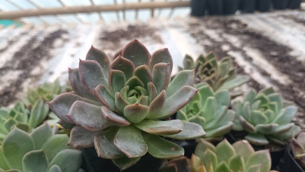 Echeveria Moon Fairy with delicate pink-hued leaves growing in a well-drained succulent mix.