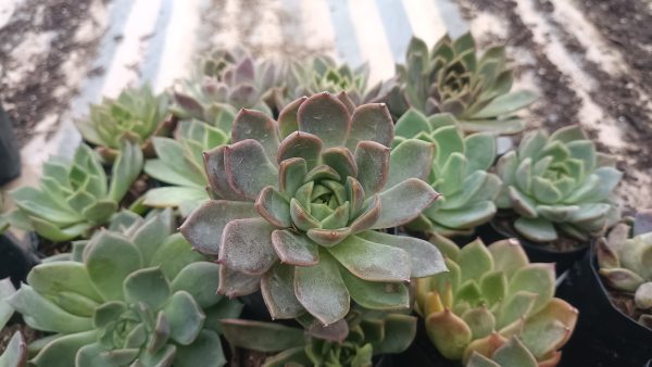 Echeveria Moon Fairy’s rosette formation highlighted in a decorative ceramic pot.