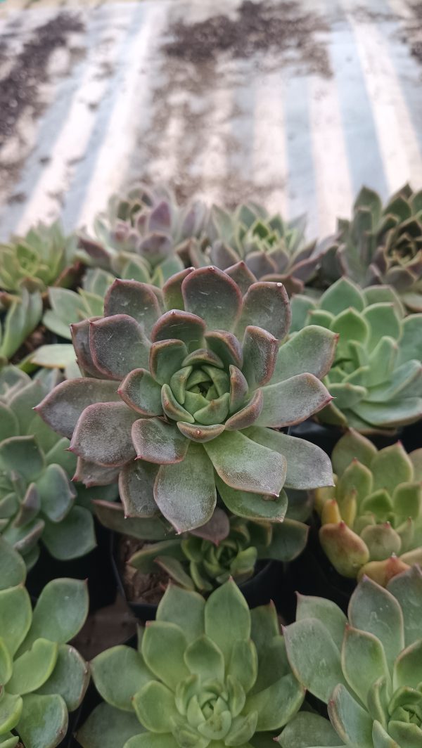 A group of Echeveria Moon Fairy succulents basking in indirect sunlight by a windowsill.