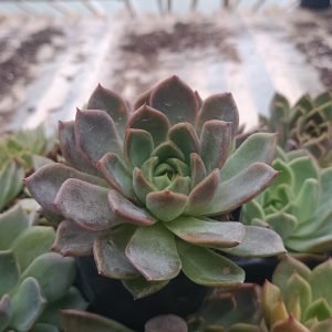 Echeveria Moon Fairy arranged in a garden bed surrounded by other succulents.