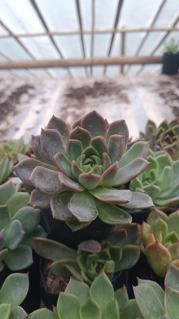 Echeveria Moon Fairy arranged in a garden bed surrounded by other succulents.