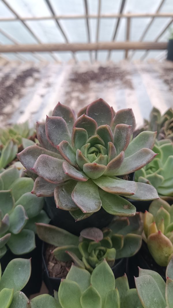 A beautiful Echeveria Moon Fairy with lavender-tinted leaves, sitting in a small white planter.