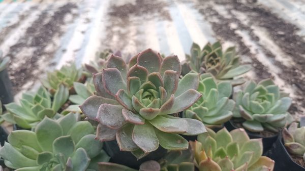 Echeveria Moon Fairy succulent displayed on an office desk, adding a touch of greenery.