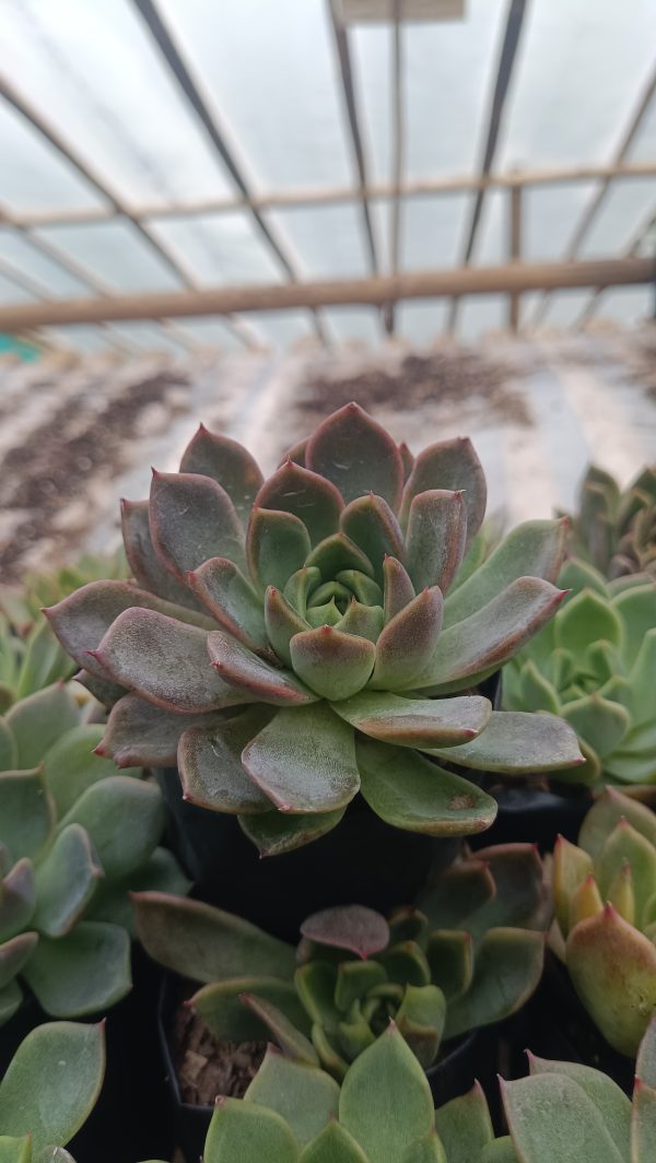 A close-up of the Echeveria Moon Fairy succulent, showing its silvery-gray leaves with pink edges.