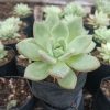Echeveria 'Avocado Cream' succulent with soft green and cream leaves