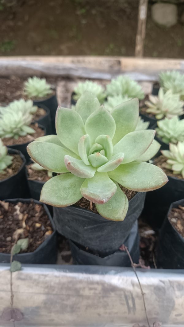 Echeveria 'Avocado Cream' succulent with soft green and cream leaves