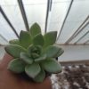 Close-up of Echeveria 'Avocado Cream' showcasing its unique leaf coloration