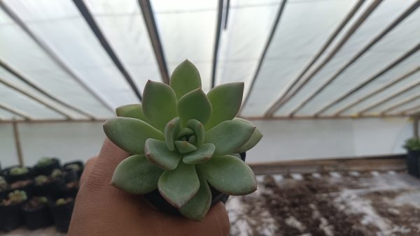 Close-up of Echeveria 'Avocado Cream' showcasing its unique leaf coloration