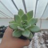 Beautiful Echeveria 'Avocado Cream' in a modern pot