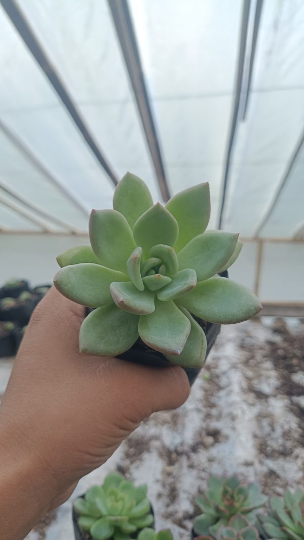 Beautiful Echeveria 'Avocado Cream' in a modern pot