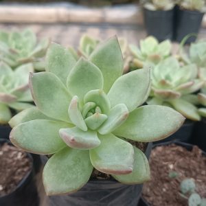 Echeveria 'Avocado Cream' succulent highlighting its rosette shape and colors