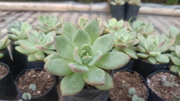 Echeveria 'Avocado Cream' succulent highlighting its rosette shape and colors