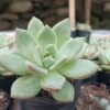 Stylish Echeveria 'Avocado Cream' plant on a windowsill