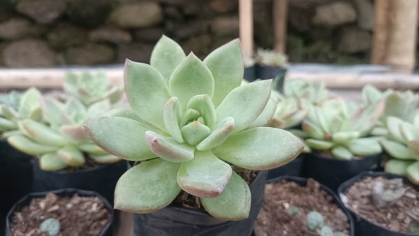 Stylish Echeveria 'Avocado Cream' plant on a windowsill