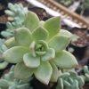Echeveria 'Avocado Cream' with vibrant green and creamy leaf tips