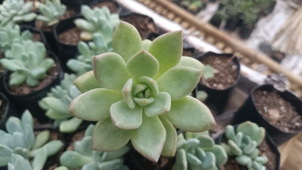 Echeveria 'Avocado Cream' with vibrant green and creamy leaf tips