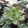 Elegant Echeveria 'Avocado Cream' adding a touch of nature to decor