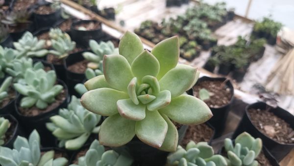 Elegant Echeveria 'Avocado Cream' adding a touch of nature to decor