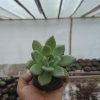 Compact Echeveria 'Avocado Cream' succulent in a decorative planter